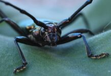 Mikaela Testa OnlyFans Leaks: What We Know and What’s Going Viral