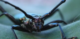 Mikaela Testa OnlyFans Leaks: What We Know and What’s Going Viral