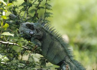 Miranda Kerr: Life Story, Career Highlights, and Full Biography Miranda Kerr: Life Story, Career Highlights, and Full Biography