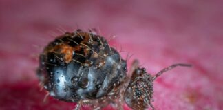 Molly Eskam OnlyFans Leaks: What We Know and What’s Going Viral