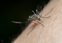 Mosquito Eater Myths Debunked: What They Actually Do