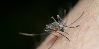 Mosquito Eater Myths Debunked: What They Actually Do