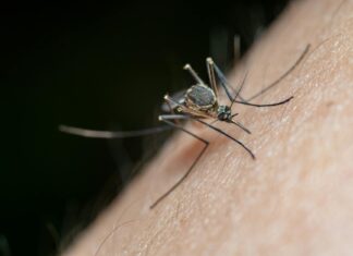 Mosquito Eater Myths Debunked: What They Actually Do Mosquito Eater Myths Debunked: What They Actually Do