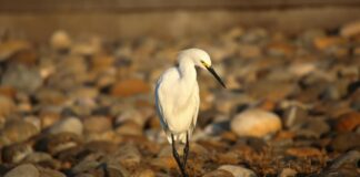 Naomi Campbell: Life Story, Career Highlights, and Full Biography