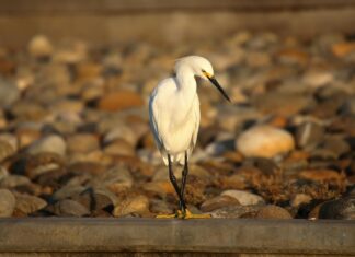 Naomi Campbell: Life Story, Career Highlights, and Full Biography Naomi Campbell: Life Story, Career Highlights, and Full Biography
