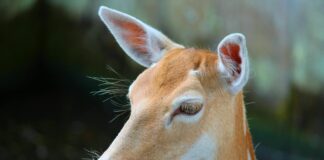  Nora Fawn OnlyFans Leaks: What We Know and What’s Going Viral # Nora Fawn OnlyFans Leaks: What We Know and What’s Going Viral