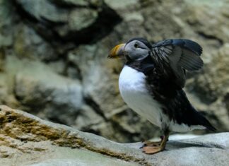 Penélope Cruz: Life Story, Career Highlights, and Full Biography Penélope Cruz: Life Story, Career Highlights, and Full Biography