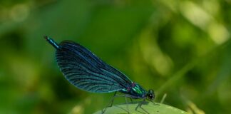 Prospect Lefferts Gardens Neighborhood Guide: What Makes It Unique