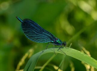 Prospect Lefferts Gardens Neighborhood Guide: What Makes It Unique Prospect Lefferts Gardens Neighborhood Guide: What Makes It Unique