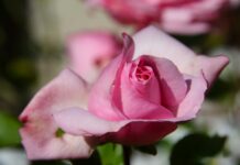 Salice Rose OnlyFans Leaks: What We Know and What’s Going Viral Salice Rose OnlyFans Leaks: What We Know and What’s Going Viral