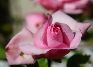 Salice Rose OnlyFans Leaks: What We Know and What’s Going Viral Salice Rose OnlyFans Leaks: What We Know and What’s Going Viral