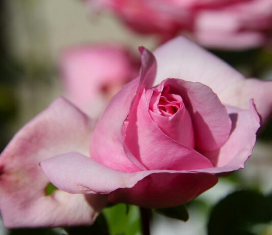 Salice Rose OnlyFans Leaks: What We Know and What’s Going Viral