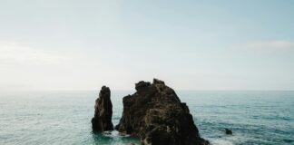 Sand Dabs Fish Guide: Cooking Tips And Where To Find Them