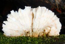 Sara Underwood OnlyFans Leaks: What We Know and What’s Going Viral Sara Underwood OnlyFans Leaks: What We Know and What’s Going Viral