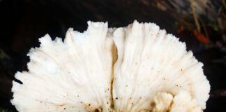 Sara Underwood OnlyFans Leaks: What We Know and What’s Going Viral