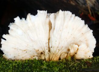 Sara Underwood OnlyFans Leaks: What We Know and What’s Going Viral Sara Underwood OnlyFans Leaks: What We Know and What’s Going Viral