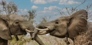 Savannah Bond OnlyFans Leaks: What We Know and What’s Going Viral