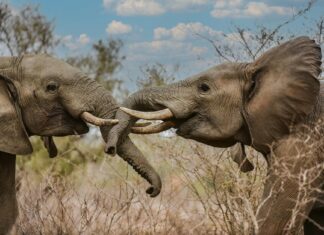 Savannah Bond OnlyFans Leaks: What We Know and What’s Going Viral Savannah Bond OnlyFans Leaks: What We Know and What’s Going Viral