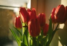 Scarlet Vas OnlyFans Leaks: What We Know and What’s Going Viral