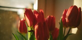 Scarlet Vas OnlyFans Leaks: What We Know and What’s Going Viral