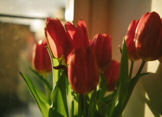 Scarlet Vas OnlyFans Leaks: What We Know and What’s Going Viral Scarlet Vas OnlyFans Leaks: What We Know and What’s Going Viral