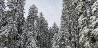 Sofia Bevarly OnlyFans Leaks: What We Know and What’s Going Viral