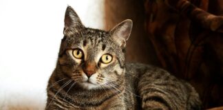 Sofia Gomez OnlyFans Leaks: What We Know and What’s Going Viral