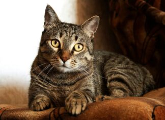 Sofia Gomez OnlyFans Leaks: What We Know and What’s Going Viral Sofia Gomez OnlyFans Leaks: What We Know and What’s Going Viral