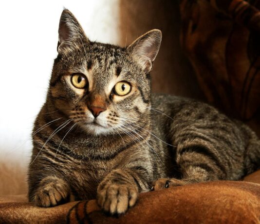 Sofia Gomez OnlyFans Leaks: What We Know and What’s Going Viral