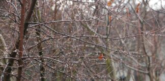 Sophie Rain OnlyFans Leaks: What We Know and What’s Going Viral