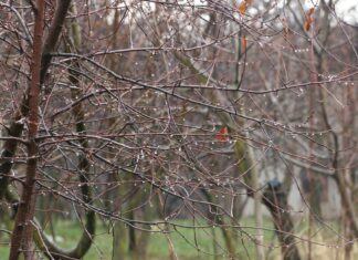 Sophie Rain OnlyFans Leaks: What We Know and What’s Going Viral Sophie Rain OnlyFans Leaks: What We Know and What’s Going Viral