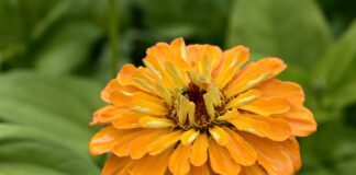 Steve Napolitano Profile: What You Should Know About This Public Figure