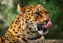 Strawberry Tabby OnlyFans Leaks: What We Know and What’s Going Viral