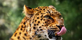 Strawberry Tabby OnlyFans Leaks: What We Know and What’s Going Viral