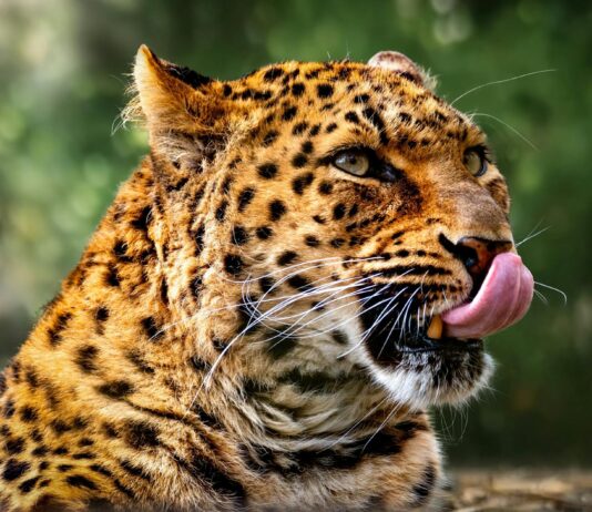 Strawberry Tabby OnlyFans Leaks: What We Know and What’s Going Viral Strawberry Tabby OnlyFans Leaks: What We Know and What’s Going Viral