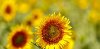 Sunny Ray OnlyFans Leaks: What We Know and What’s Going Viral