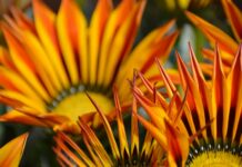 Teleflora Review: Are Their Flower Arrangements Worth The Hype?