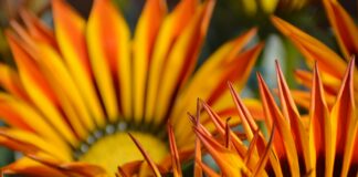 Teleflora Review: Are Their Flower Arrangements Worth The Hype?