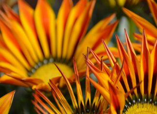 Teleflora Review: Are Their Flower Arrangements Worth The Hype? Teleflora Review: Are Their Flower Arrangements Worth The Hype?