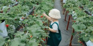 The Berry Pickers Book Review: Why This Novel Is Captivating Readers