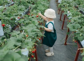 The Berry Pickers Book Review: Why This Novel Is Captivating Readers The Berry Pickers Book Review: Why This Novel Is Captivating Readers