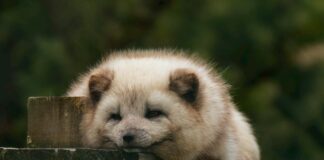 Which Ear Is The Gay Ear? Exploring The Origins Of This Urban Legend Which Ear Is The Gay Ear? Exploring The Origins Of This Urban Legend