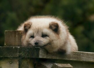 Which Ear Is The Gay Ear? Exploring The Origins Of This Urban Legend Which Ear Is The Gay Ear? Exploring The Origins Of This Urban Legend