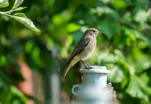 Whitney Wren OnlyFans Leaks: What We Know and What’s Going Viral