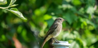 Whitney Wren OnlyFans Leaks: What We Know and What’s Going Viral