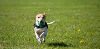 Why Do Dogs Love Tennis Balls? The Surprising Science Behind It Why Do Dogs Love Tennis Balls? The Surprising Science Behind It