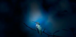 Wings Over Washington Experience: What Makes It A Must-Visit Wings Over Washington Experience: What Makes It A Must-Visit