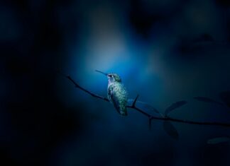 Wings Over Washington Experience: What Makes It A Must-Visit Wings Over Washington Experience: What Makes It A Must-Visit