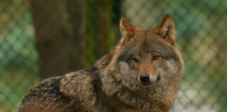 Wolf Range Review: What Makes This A Chef’s Dream Appliance Wolf Range Review: What Makes This A Chef’s Dream Appliance