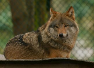 Wolf Range Review: What Makes This A Chef’s Dream Appliance Wolf Range Review: What Makes This A Chef’s Dream Appliance